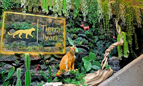 Restaurantes en museos CDMX/ Tierra de Iyari, en el alma del Centro Cultural Universitario