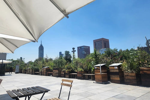 Restaurantes en museos CDMX/ Café de Museo, divina terraza en el museo Kaluz